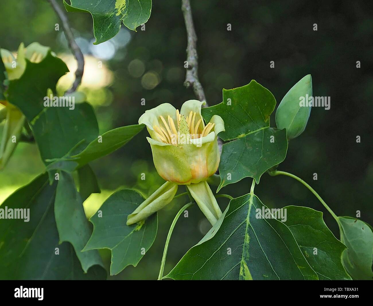 Blooming tulip tree or Liriodendron tulpifera Stock Photo
