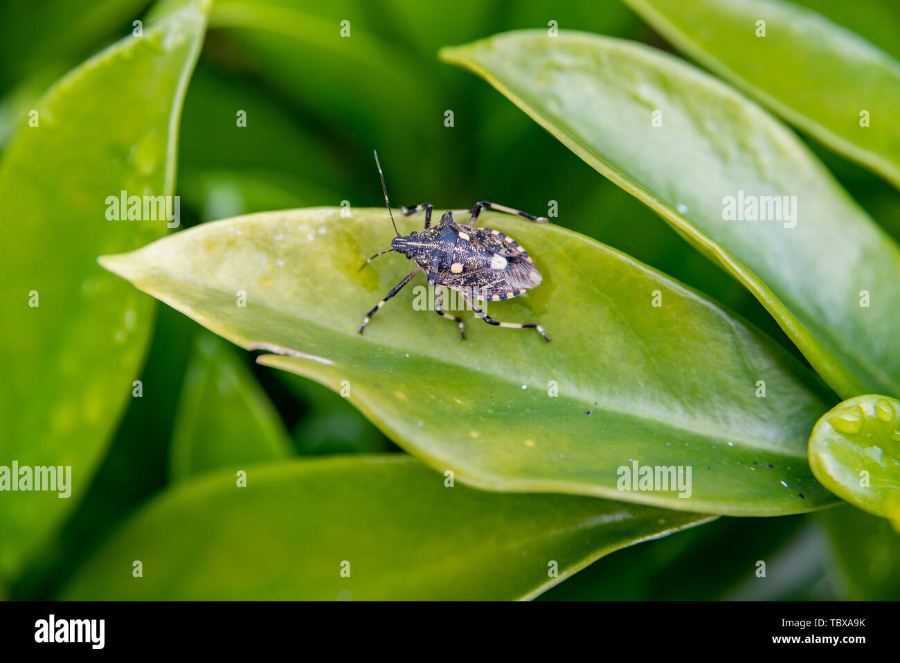 Bedbugs, stink, teawinged bugs Stock Photo Alamy