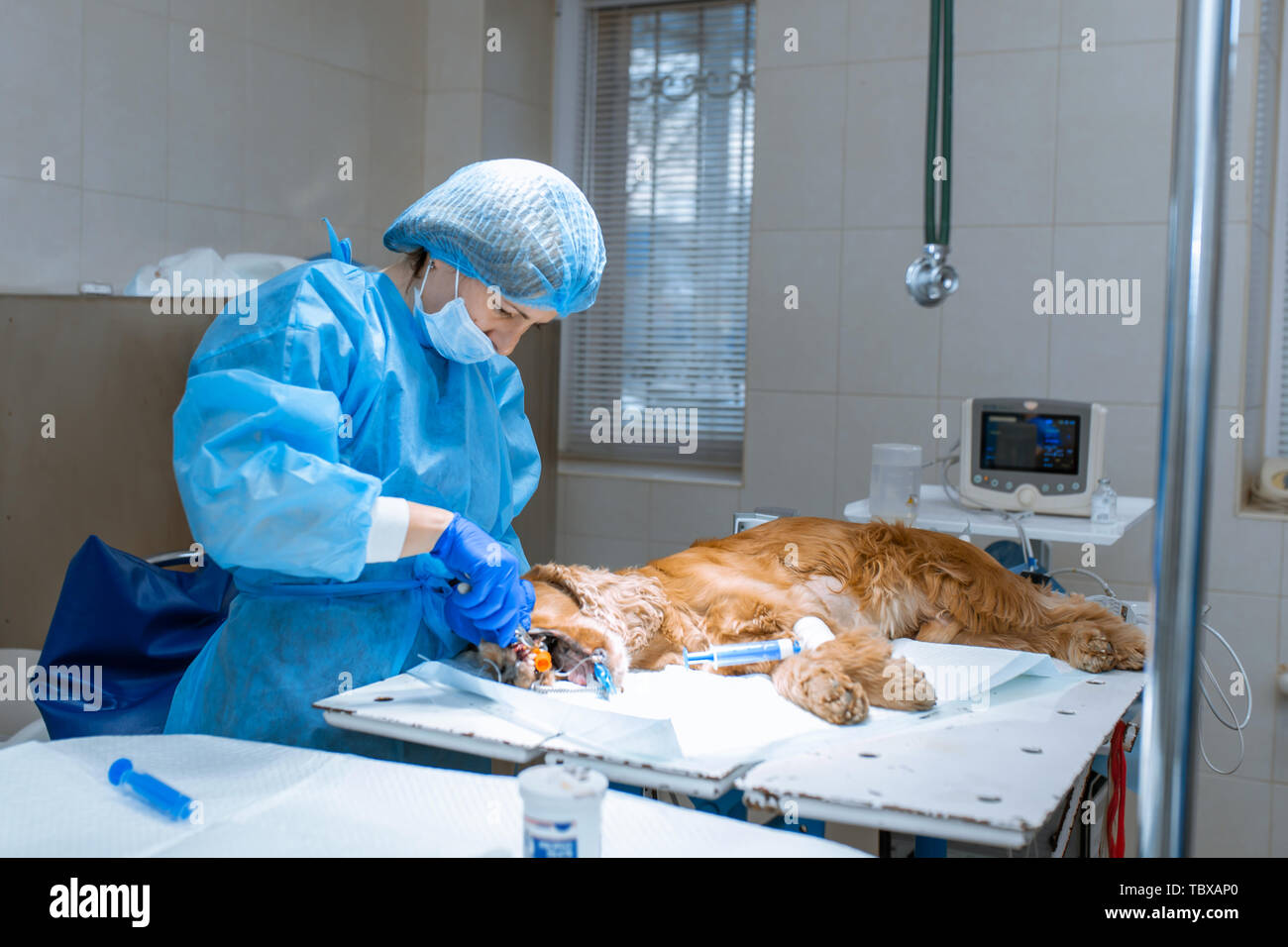 A vet surgeon brushes his dog's teeth under anesthesia on the operating