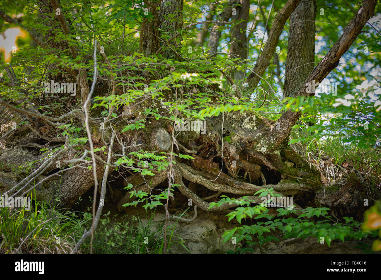 Intricate tree roots hi-res stock photography and images - Alamy