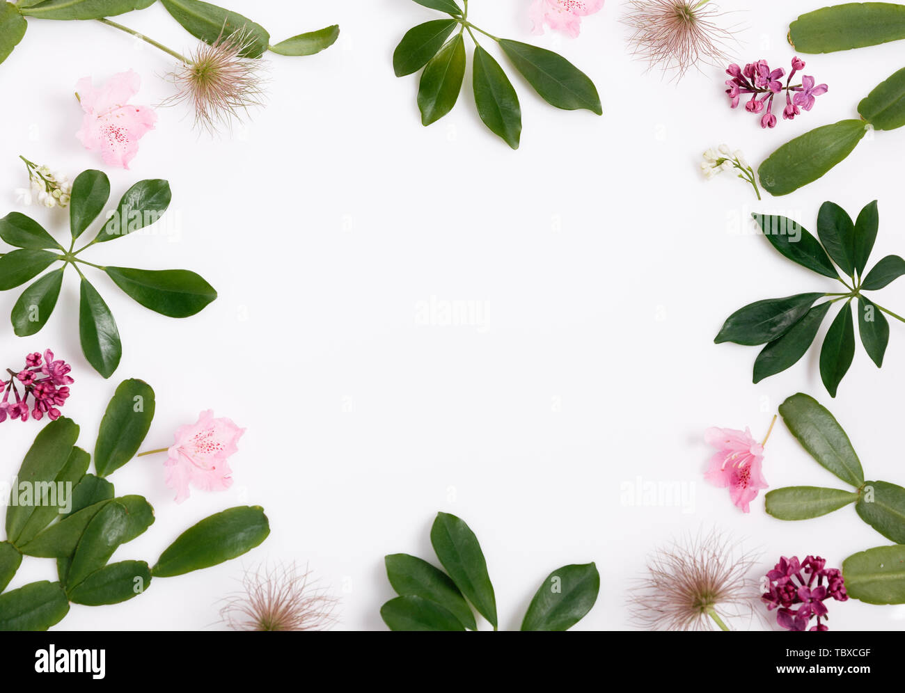 Tropical green leaf frame on white background Stock Photo - Alamy