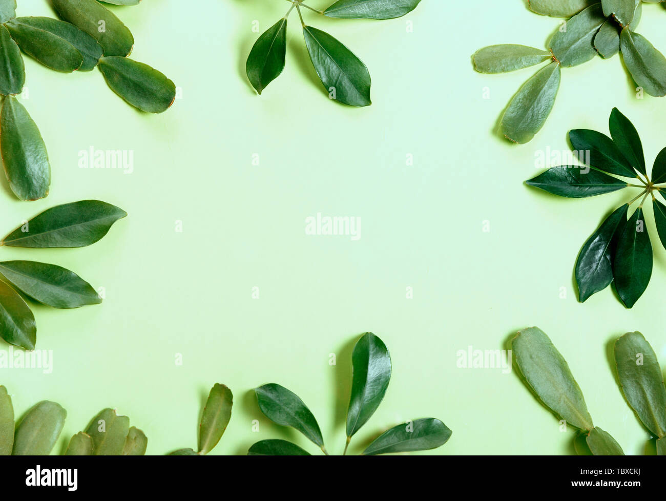 Tropical green leaf frame on green background Stock Photo - Alamy