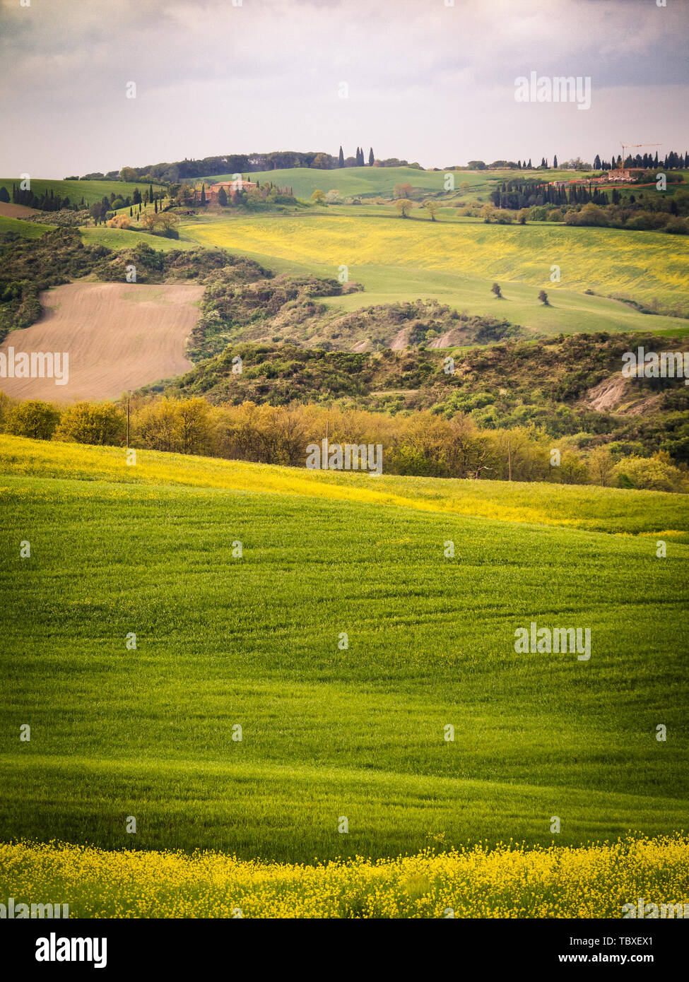 Landscape in spring. Sinuous green hills with yellow flowers. Stock Photo
