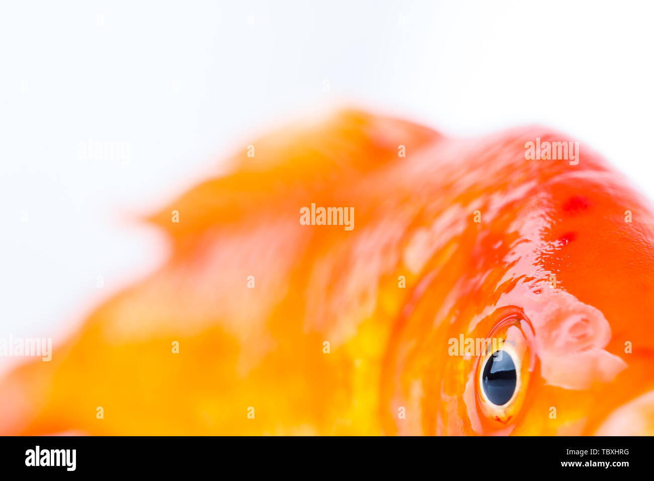 Goldfish eyes, closeup Stock Photo Alamy
