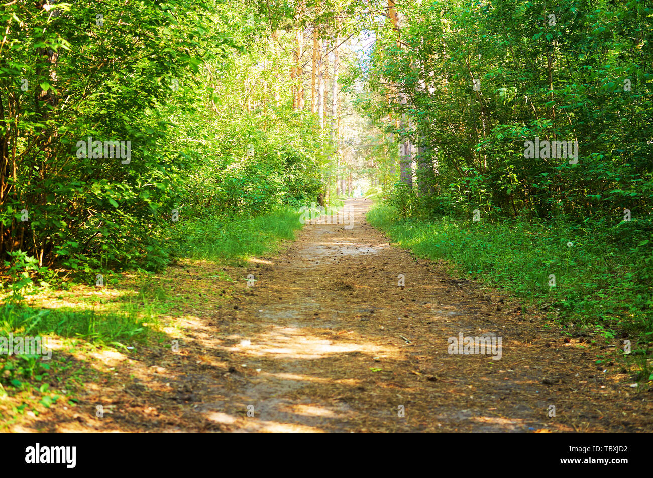 The path for people in the green forest. National park Stock Photo Alamy