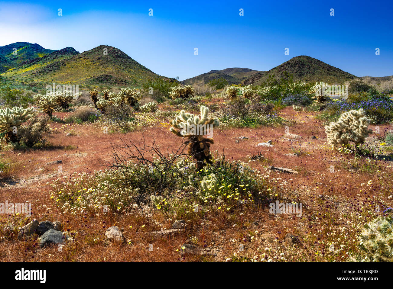 Cholla cactus garden in Joshua Tree National Park, California, USA Stock Photo Alamy