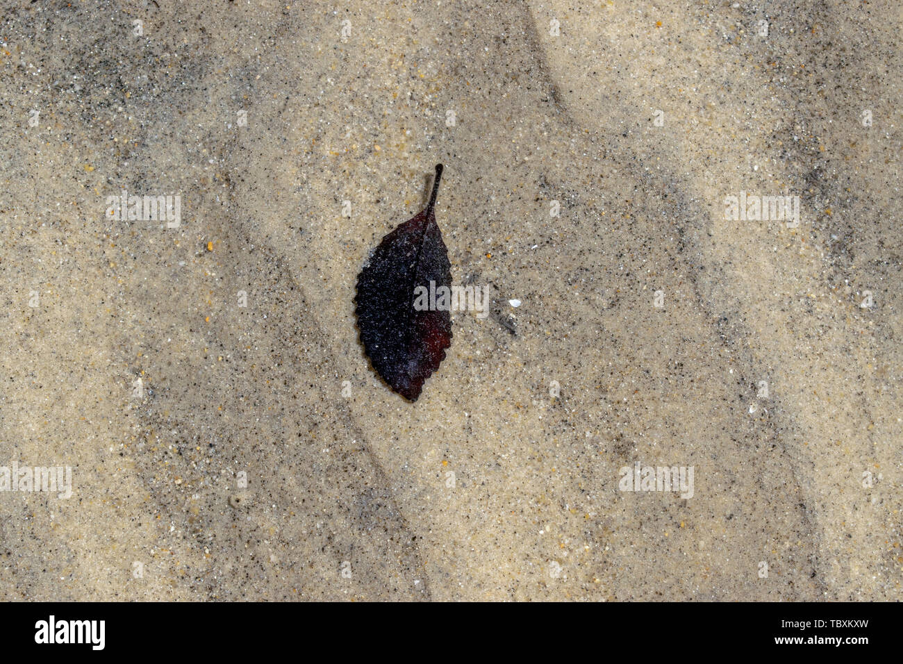 A single leaf lies on the sand under water Stock Photo