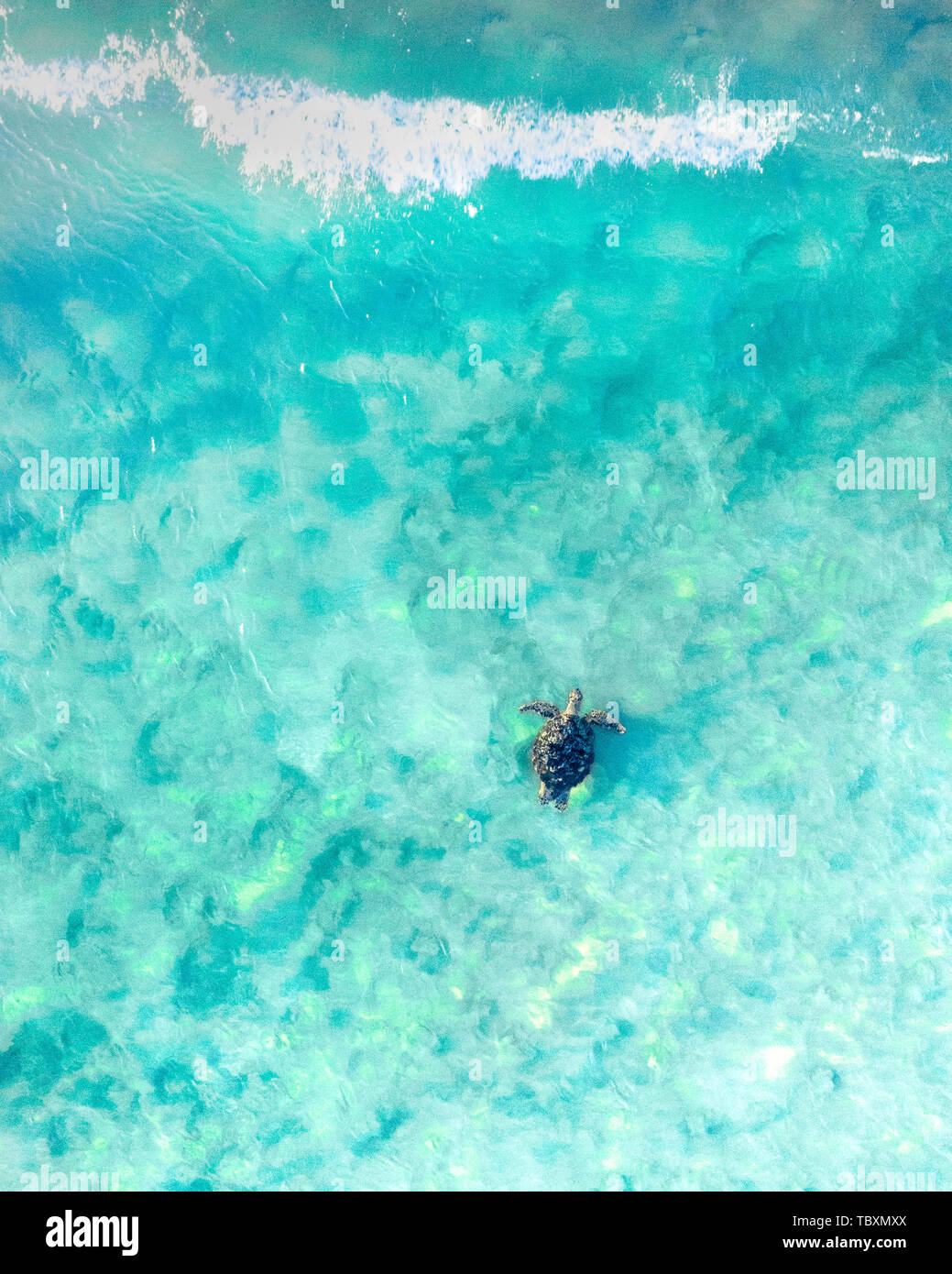 Aerial view of a sea turtle swimming through the blue ocean and wave in Australia. Tropical landscape with a turtle gently swimming Stock Photo