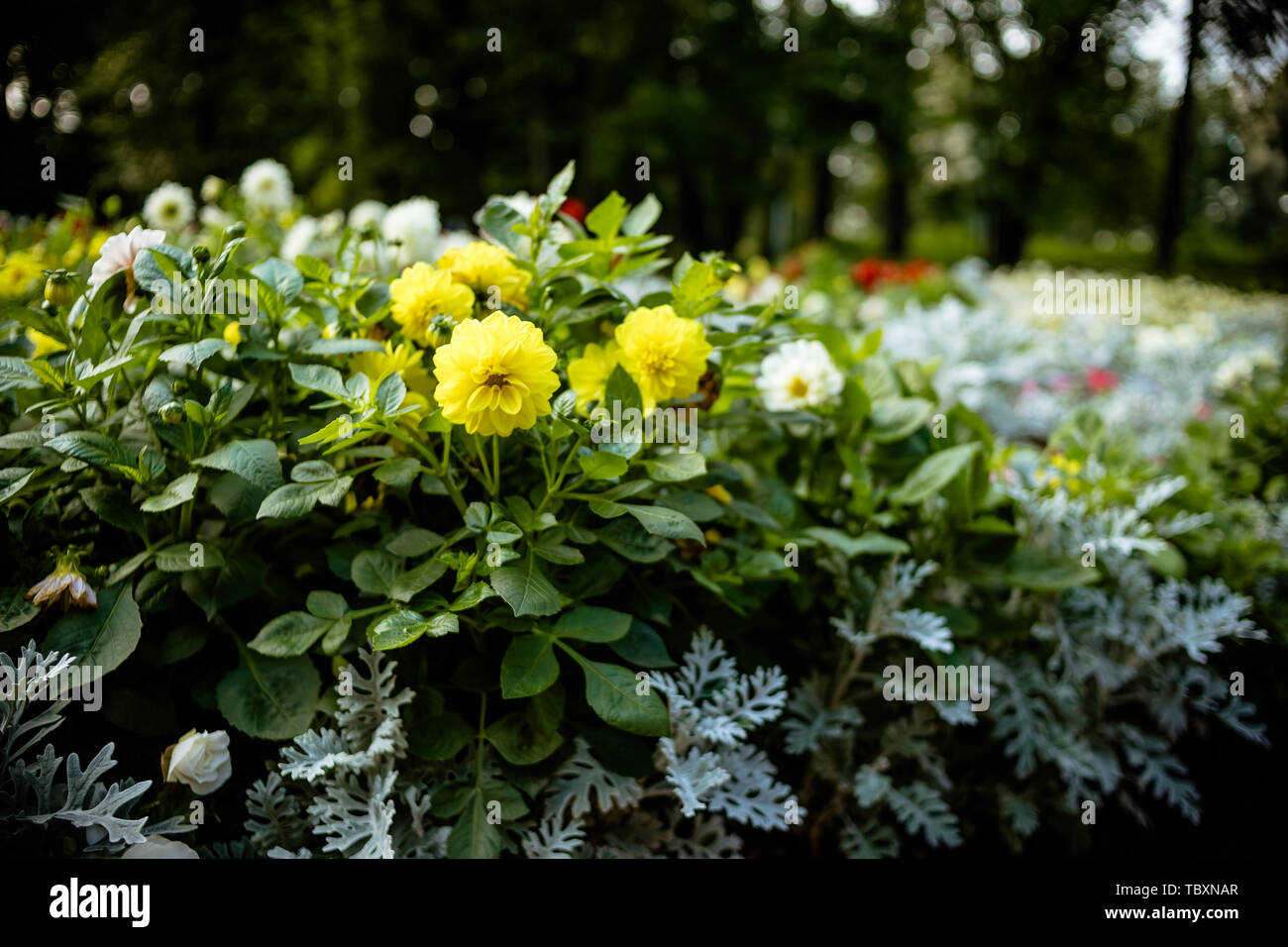 A beautiful bright yellow Dahlia called Mystic Illusion is contrasted against green leaves with copy space.Floral background.Ball Dahlia on a sunny Stock Photo