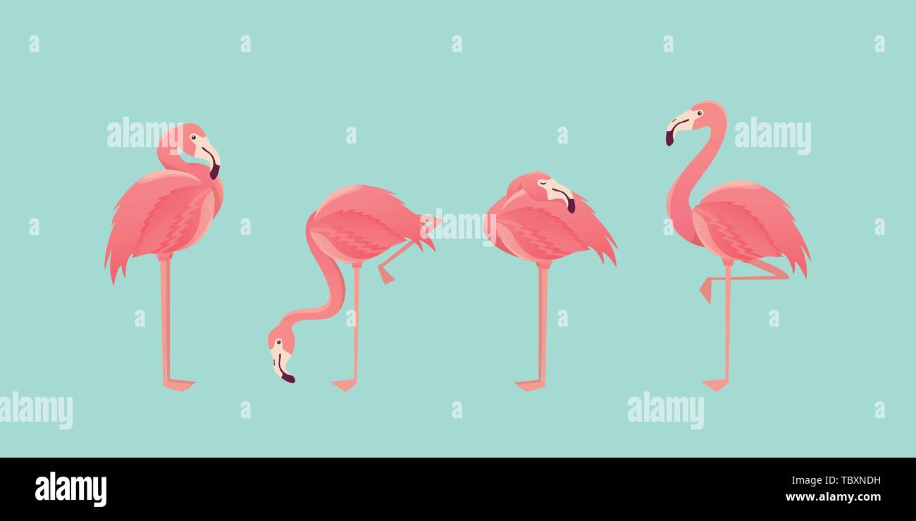 Set of flamingos isolated on background. illustration Stock Vector ...
