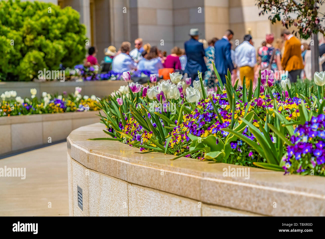 Ravishing tulips and small flowers at a garden on a sunny day Stock Photo