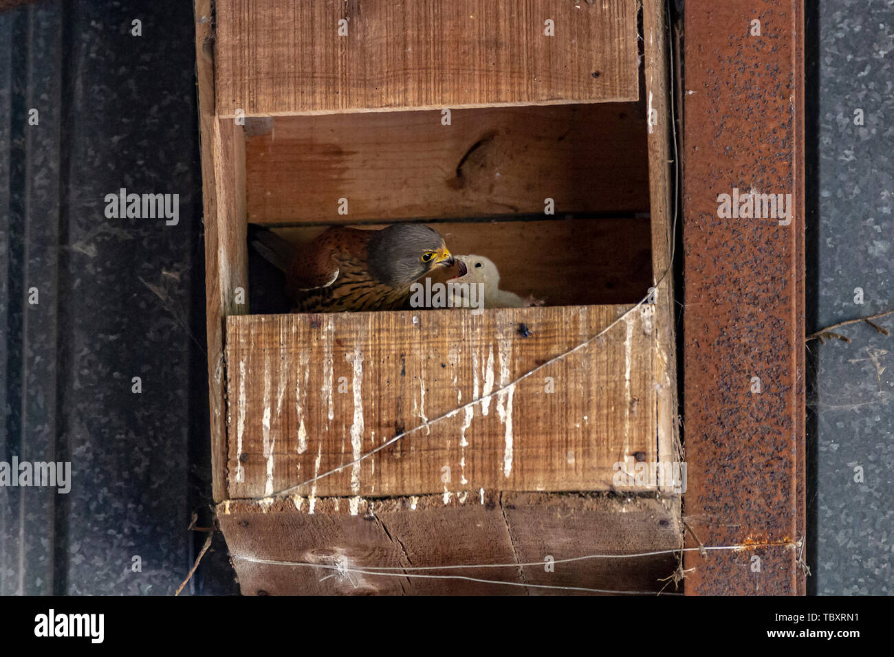 Kestrel Falco Tinnunculus Falconidae Feeding 3 Chicks They Are