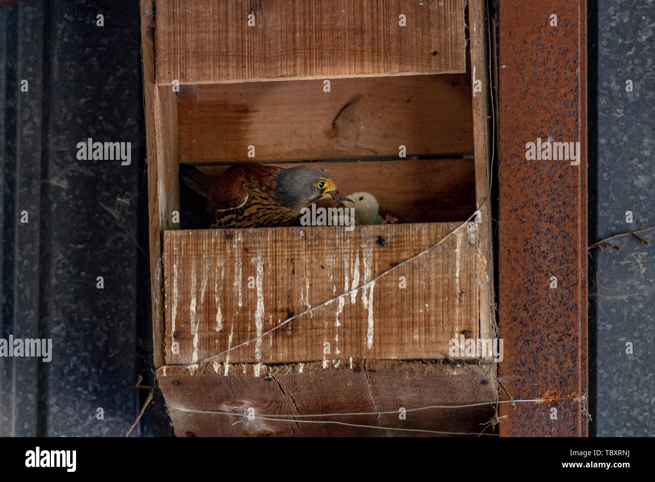 Kestrel Falco Tinnunculus Falconidae Feeding 3 Chicks They Are