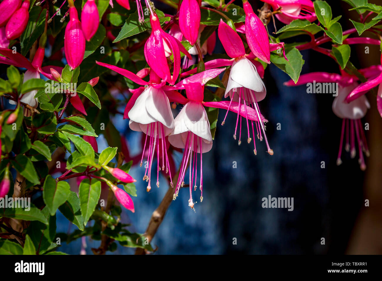 FUCHSIA MICROPHYLLA PINK CONTAINER GARDEN HARDY PERENNIAL HEDGING PLANT
