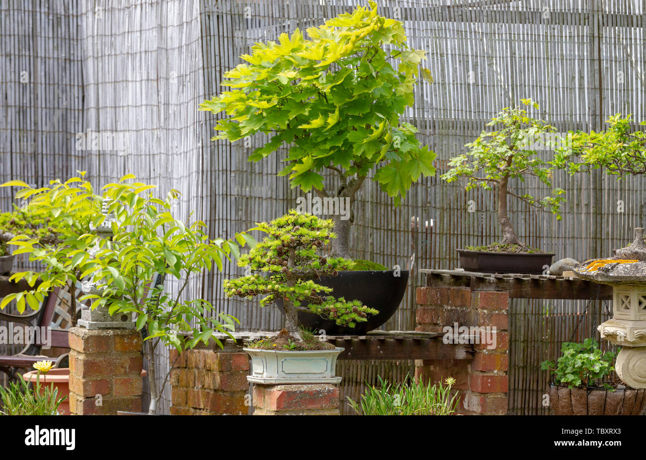 Display of Bonsai in a garden in Northampton UK. Stock Photo