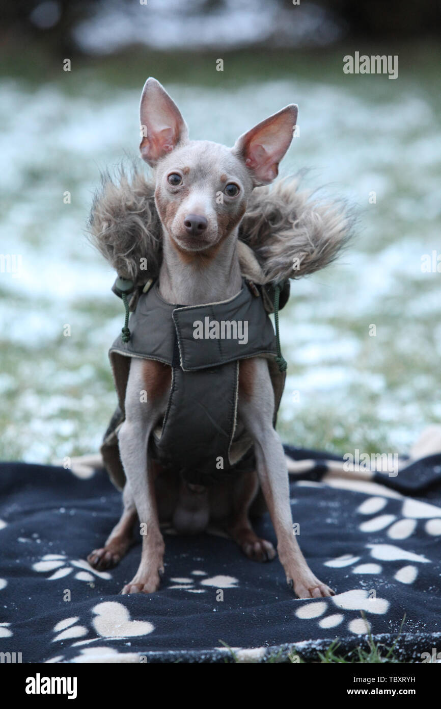 The Ratter Ratter dog hi-res stock photography and images - Alamy