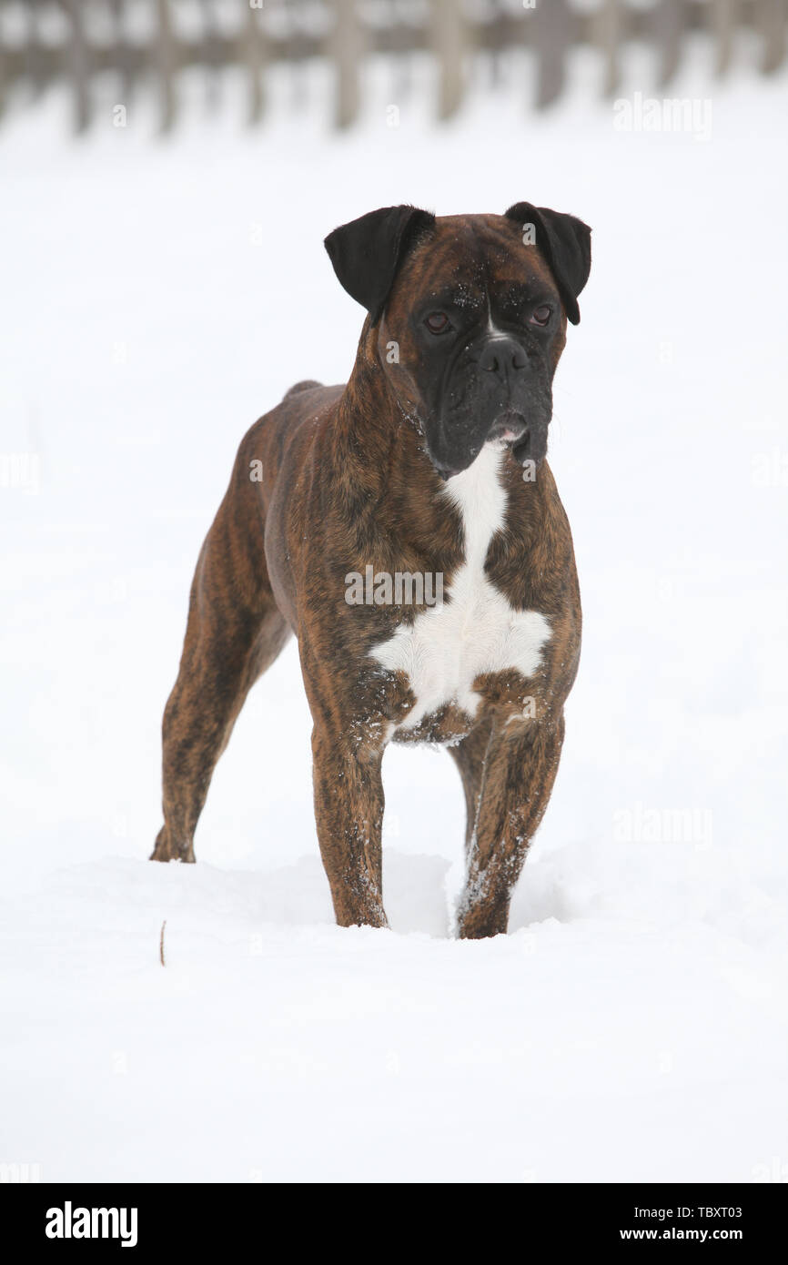Nice Deutscher Boxer standing in snow in winter Stock Photo