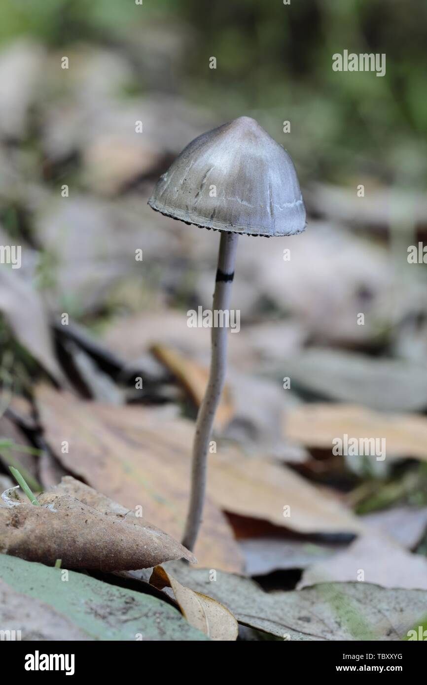 Panaeolus semiovatus, shiny mottlegill, egghead mottlegill, fungus Stock Photo