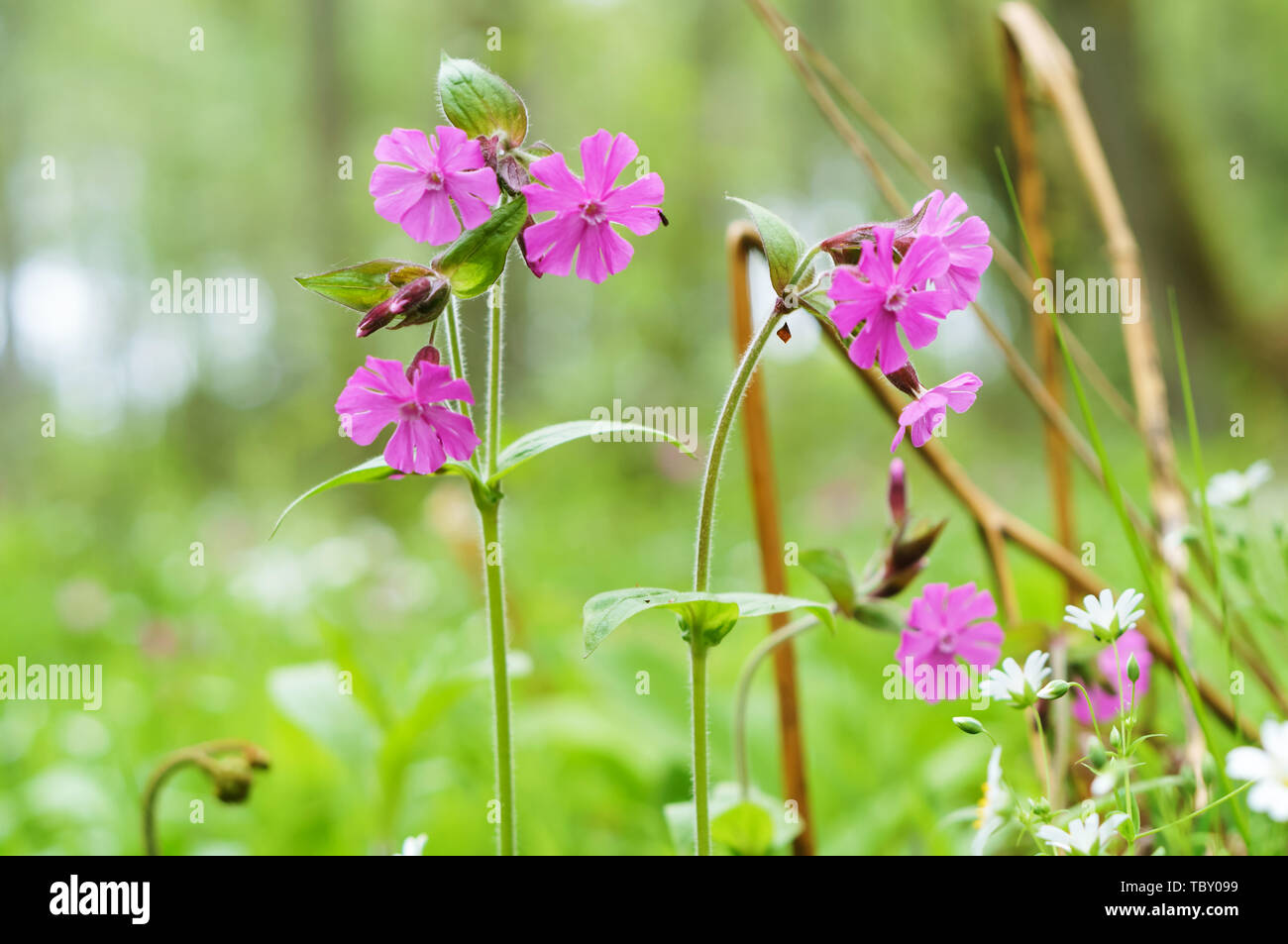 small pink flowers, summer field lilac flowers Stock Photo