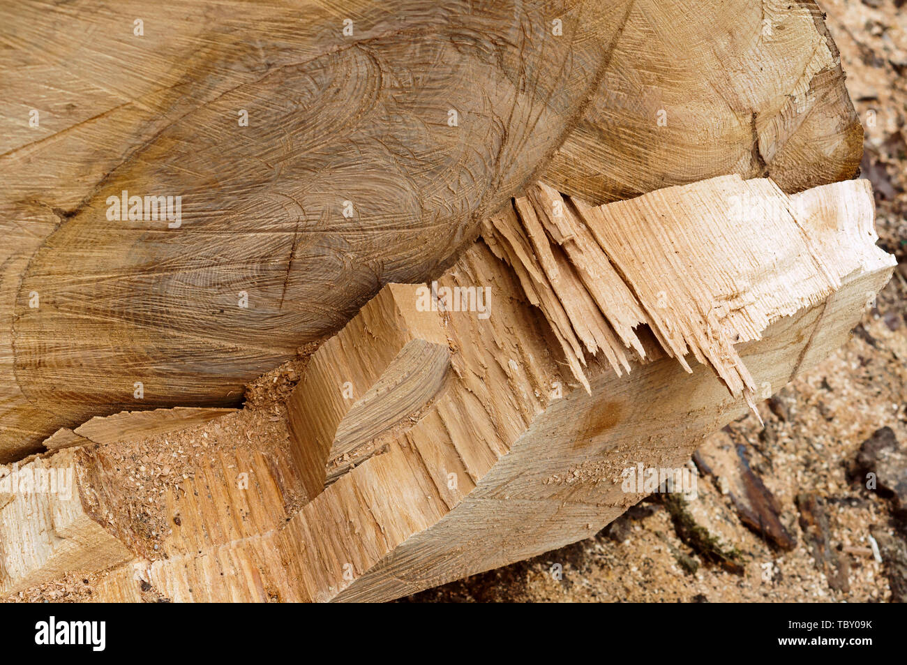 cut on a tree trunk, line cut on a log Stock Photo