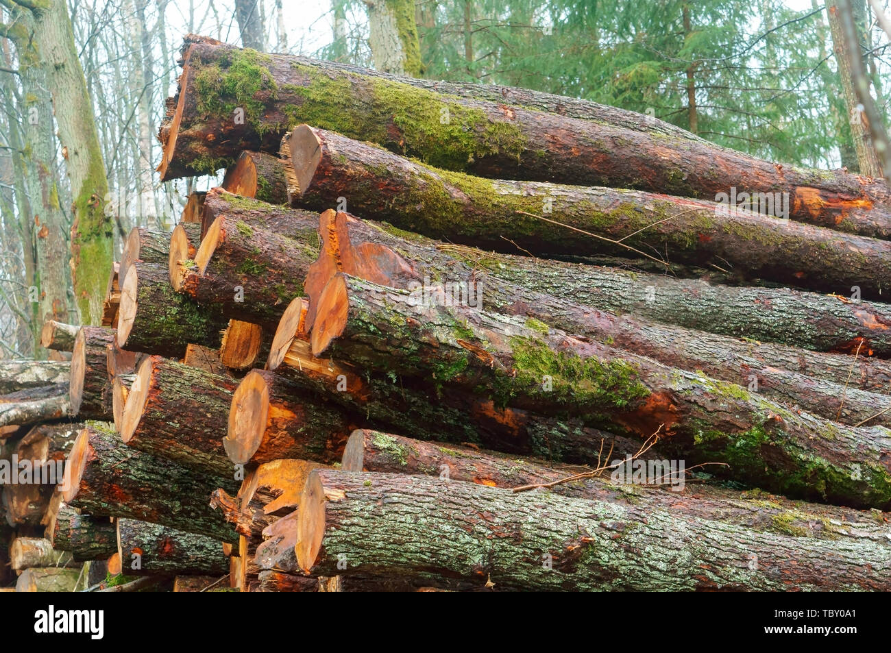 hardly laid logs, felled trees in the fores Stock Photo