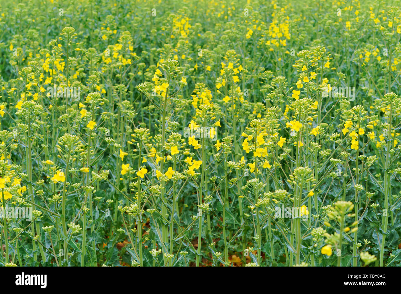 sowing crops of rapeseed, a flowering plant rape Stock Photo