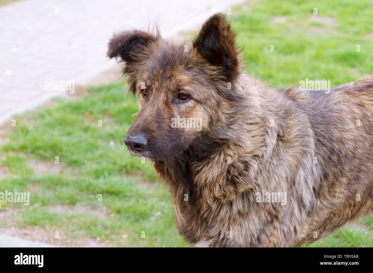 stray dog, big shaggy stray dog Stock Photo