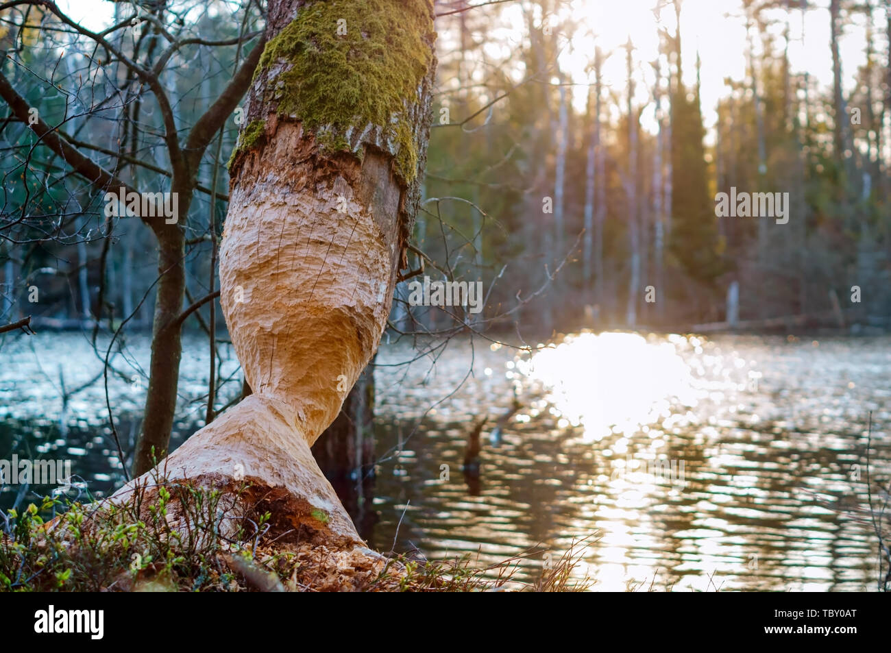 tree gnawed by the beaver, the beaver teeth marks on a tree trunk Stock Photo