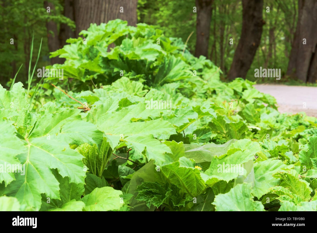 cow parsnip on the side of the road, thickets of cow parsnip Stock Photo