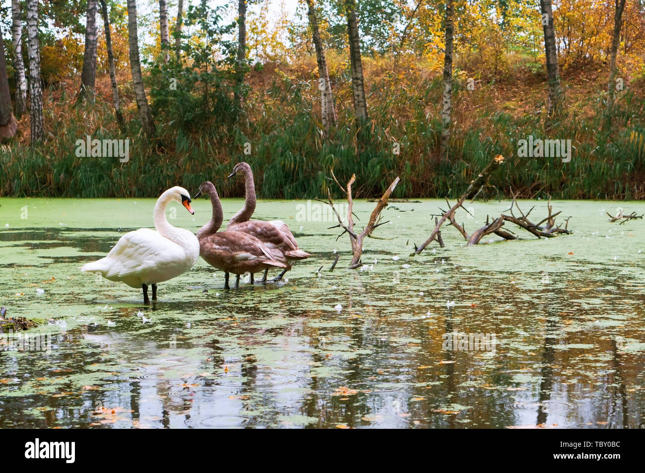 family of swans on the pond, swans in the wild Stock Photo