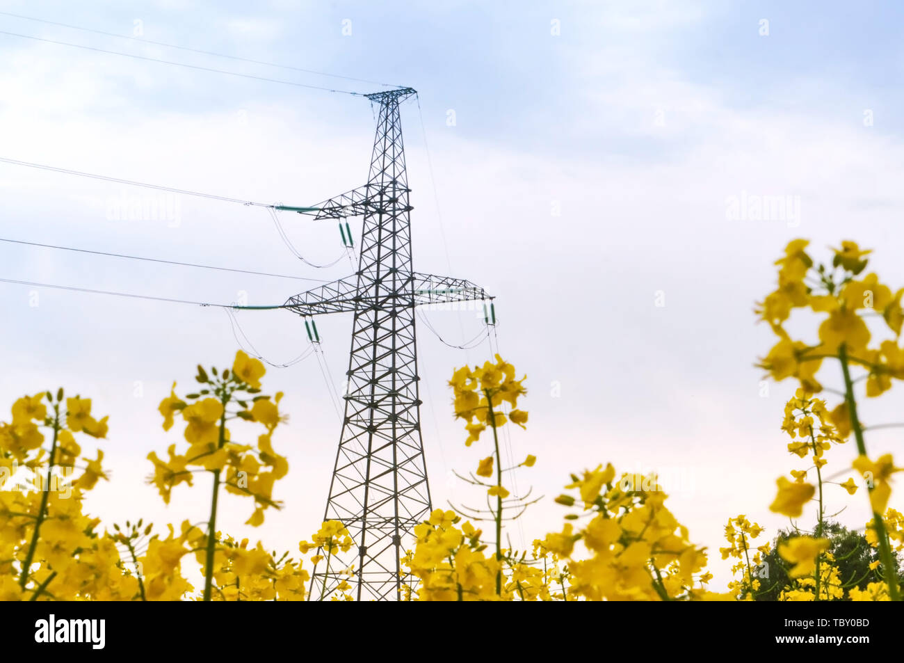 power line in the field, power line among the yellow wildflowers Stock Photo