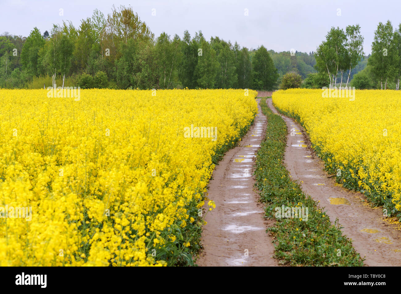 sowing crops of rapeseed, a flowering plant rape Stock Photo