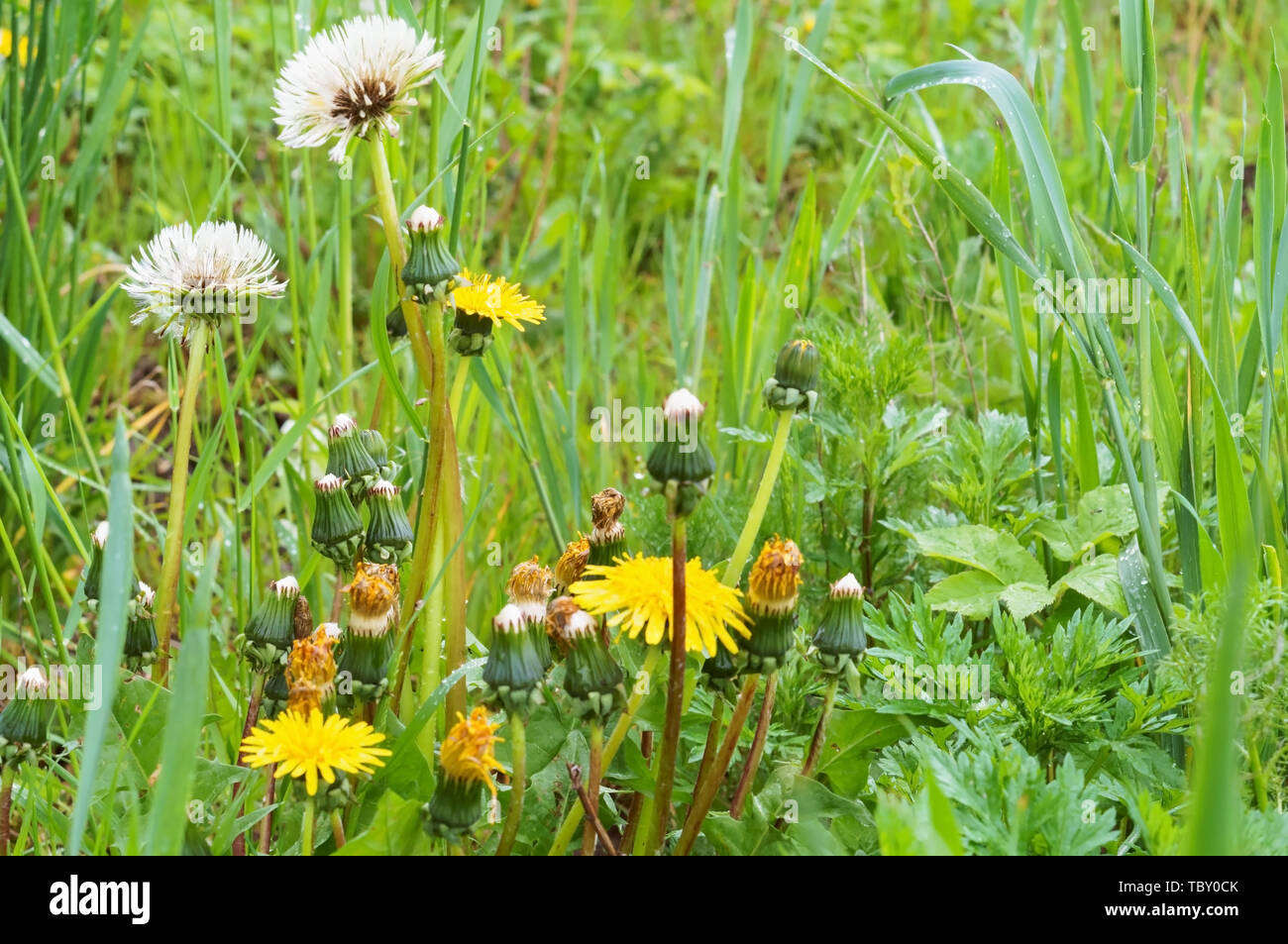 wildflowers and herbs, dandelions among the green grass in the field Stock Photo