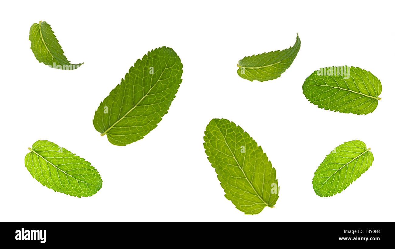 Fresh mint leaves pattern isolated on white background. Stock Photo