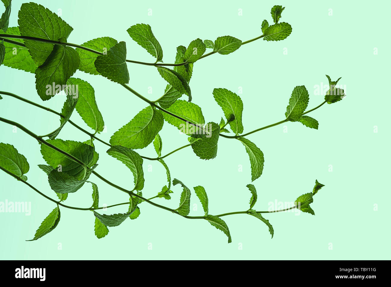 Fresh green mint leaves isolated on pastel blue green background. Stock Photo