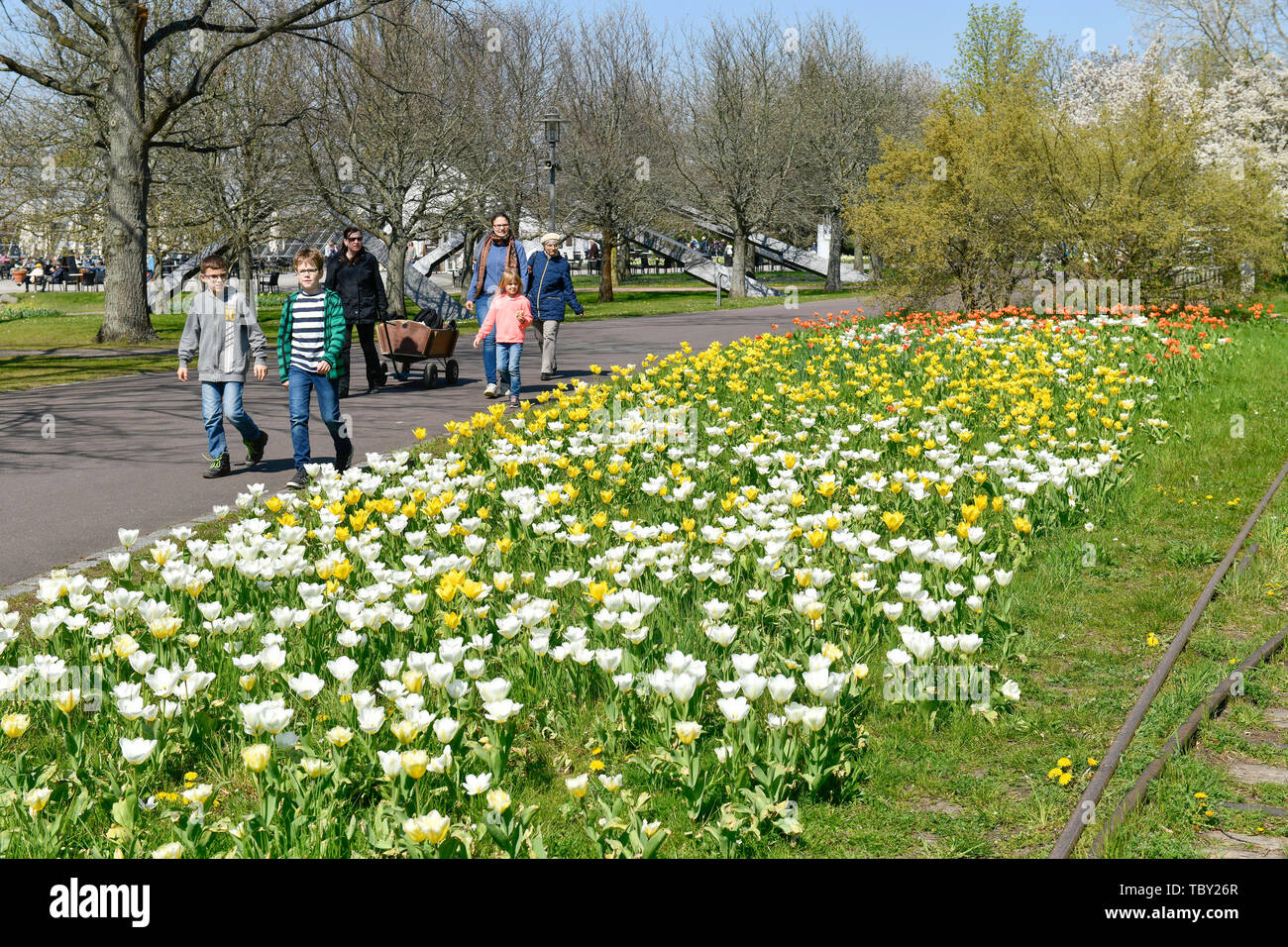 Tulip Blossom Britzer Garden Britz Neukolln Berlin Germany