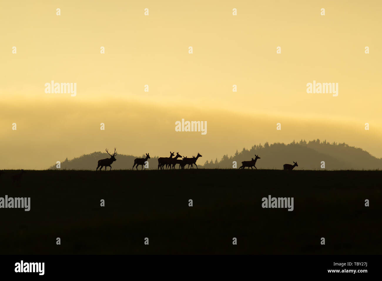 Herd of red deer with does and stag walking at the end at sunset on a horizon Stock Photo