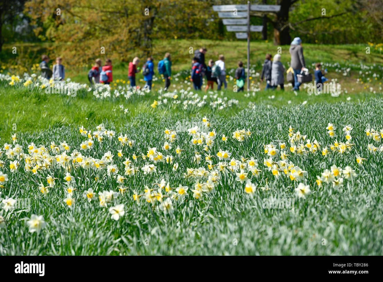 Narcissi, spring blossom, Britzer garden, Britz, Neukölln, Berlin, Germany, Narzissen, Frühlingsblüte, Britzer Garten, Deutschland Stock Photo
