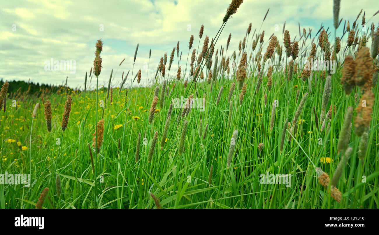 Russian meadow with  Timothy-grass.Arkhangelsk region. Russian North. Stock Photo