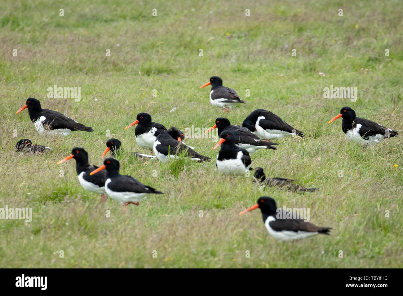 31 May 2019, Schleswig-Holstein, Dagebüll: Oystercatchers sit on a salt marsh on the Hallig Langeness. The 11,500 square kilometre Wadden Sea stretches over 500 kilometres of coastline from Esbjerg in Denmark to Den Helder in the Netherlands. Schleswig-Holstein's share of the World Heritage Site is 4400 square kilometres, or more than one third. Photo: Christian Charisius/dpa Stock Photo
