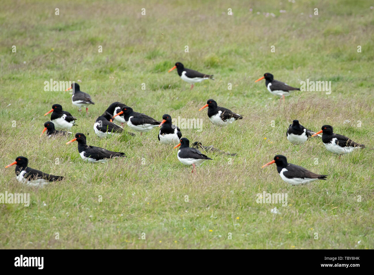 31 May 2019, Schleswig-Holstein, Dagebüll: Oystercatchers sit on a salt marsh on the Hallig Langeness. The 11,500 square kilometre Wadden Sea stretches over 500 kilometres of coastline from Esbjerg in Denmark to Den Helder in the Netherlands. Schleswig-Holstein's share of the World Heritage Site is 4400 square kilometres, or more than one third. Photo: Christian Charisius/dpa Stock Photo
