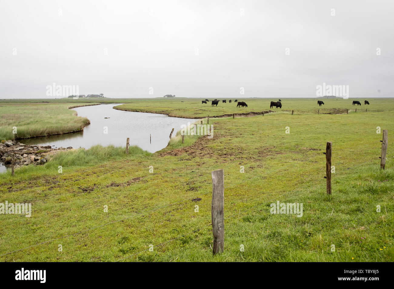31 May 2019, Schleswig-Holstein, Dagebüll: Cattle graze on the salt marshes on the Hallig Langeness. The 11,500 square kilometre Wadden Sea stretches over 500 kilometres of coastline from Esbjerg in Denmark to Den Helder in the Netherlands. Schleswig-Holstein's share of the World Heritage Site is 4400 square kilometres, or more than one third. Photo: Christian Charisius/dpa Stock Photo