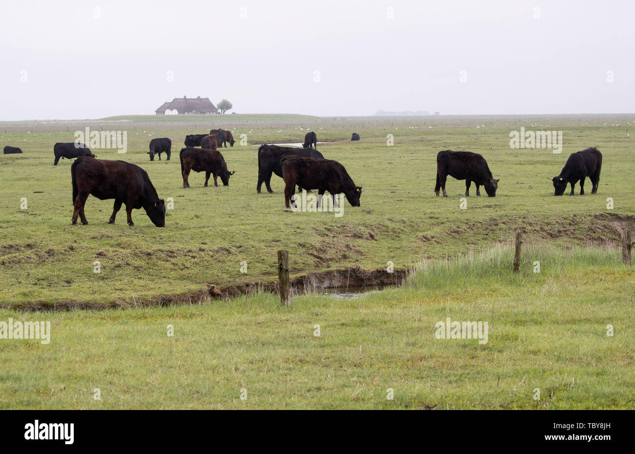 31 May 2019, Schleswig-Holstein, Dagebüll: Cattle graze on the salt marshes on the Hallig Langeness. The 11,500 square kilometre Wadden Sea stretches over 500 kilometres of coastline from Esbjerg in Denmark to Den Helder in the Netherlands. Schleswig-Holstein's share of the World Heritage Site is 4400 square kilometres, or more than one third. Photo: Christian Charisius/dpa Stock Photo