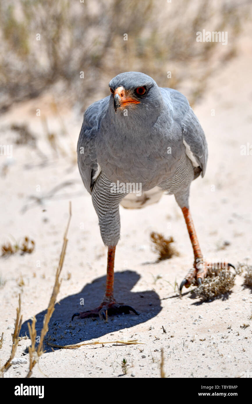 Namutoni, Namibia. 24th Feb, 2019. A Gabarhabicht (Melierax gabar) walks around Etosha National Park on the ground, taken on 24.02.2019. The Gabarhabicht is a monotypic species of the Singhabichte without known subspecies. It is distributed throughout southern Africa, reaching a total length of up to 35 centimeters and a weight of up to 150 grams. This species of bird leads a lifelong monogamous. Credit: Matthias Toedt/dpa-Zentralbild/ZB/Picture Alliance | usage worldwide/dpa/Alamy Live News Stock Photo