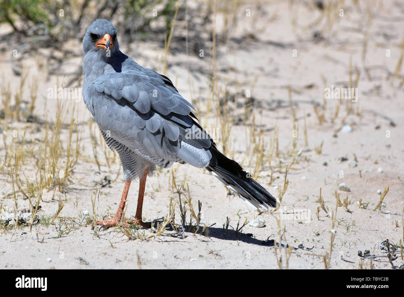 Namutoni, Namibia. 24th Feb, 2019. A Gabarhabicht (Melierax gabar) walks around Etosha National Park on the ground, taken on 24.02.2019. The Gabarhabicht is a monotypic species of the Singhabichte without known subspecies. It is distributed throughout southern Africa, reaching a total length of up to 35 centimeters and a weight of up to 150 grams. This species of bird leads a lifelong monogamous. Credit: Matthias Toedt/dpa-Zentralbild/ZB/Picture Alliance | usage worldwide/dpa/Alamy Live News Stock Photo