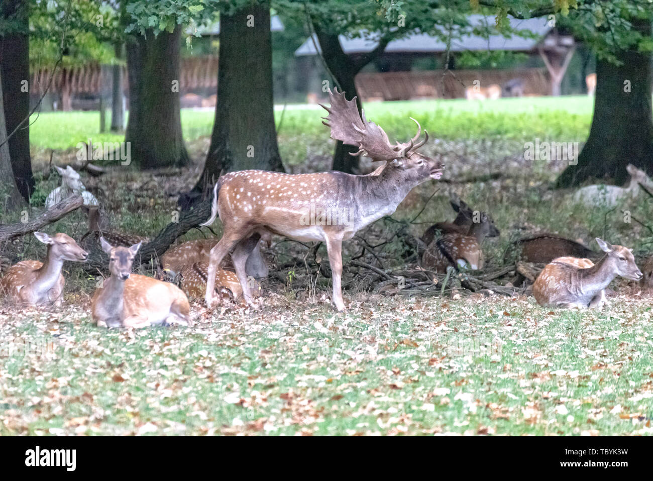 A pack of deer in the middle of the forest Stock Photo