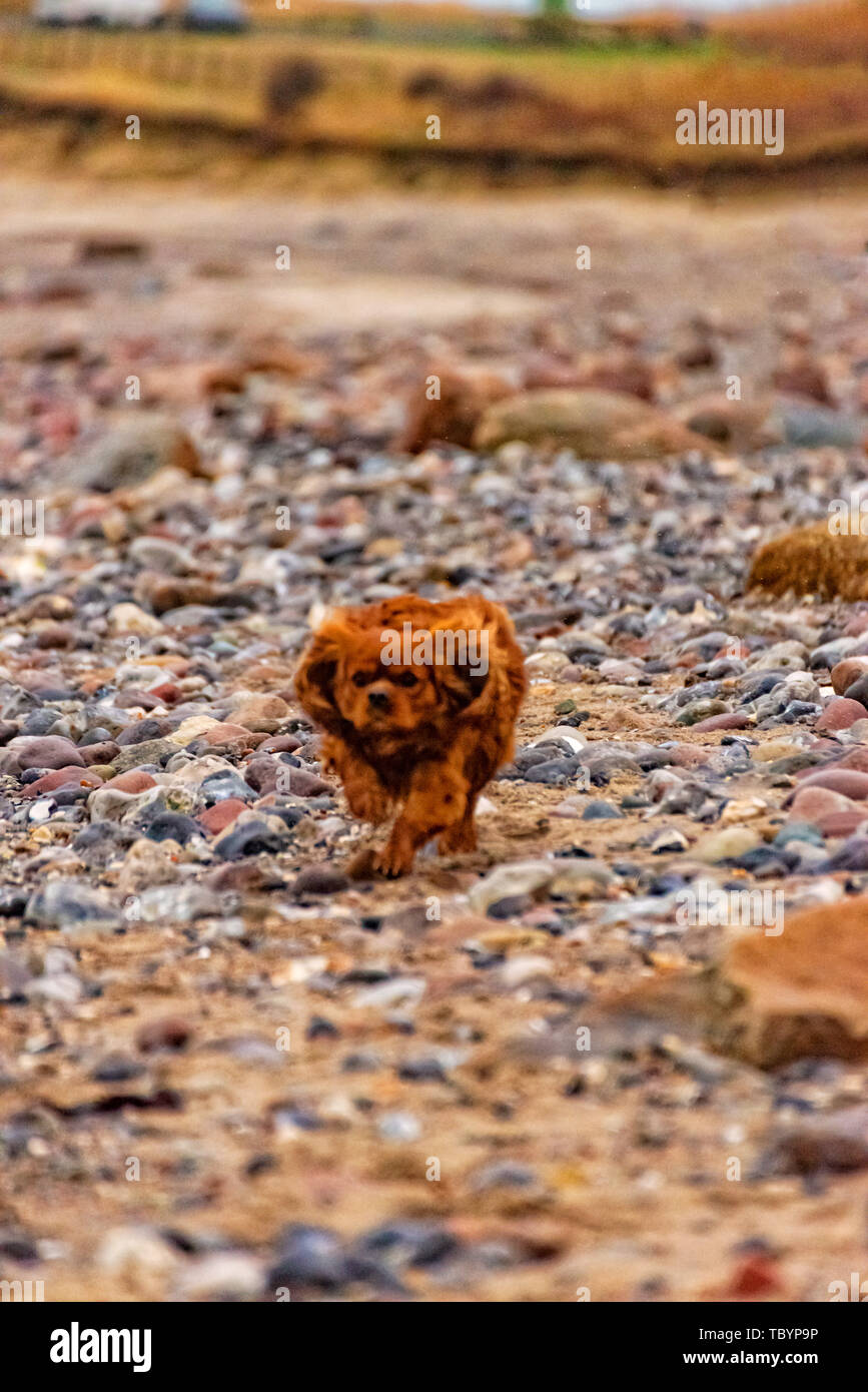 Dog is running on the beach of Fehmarn Stock Photo