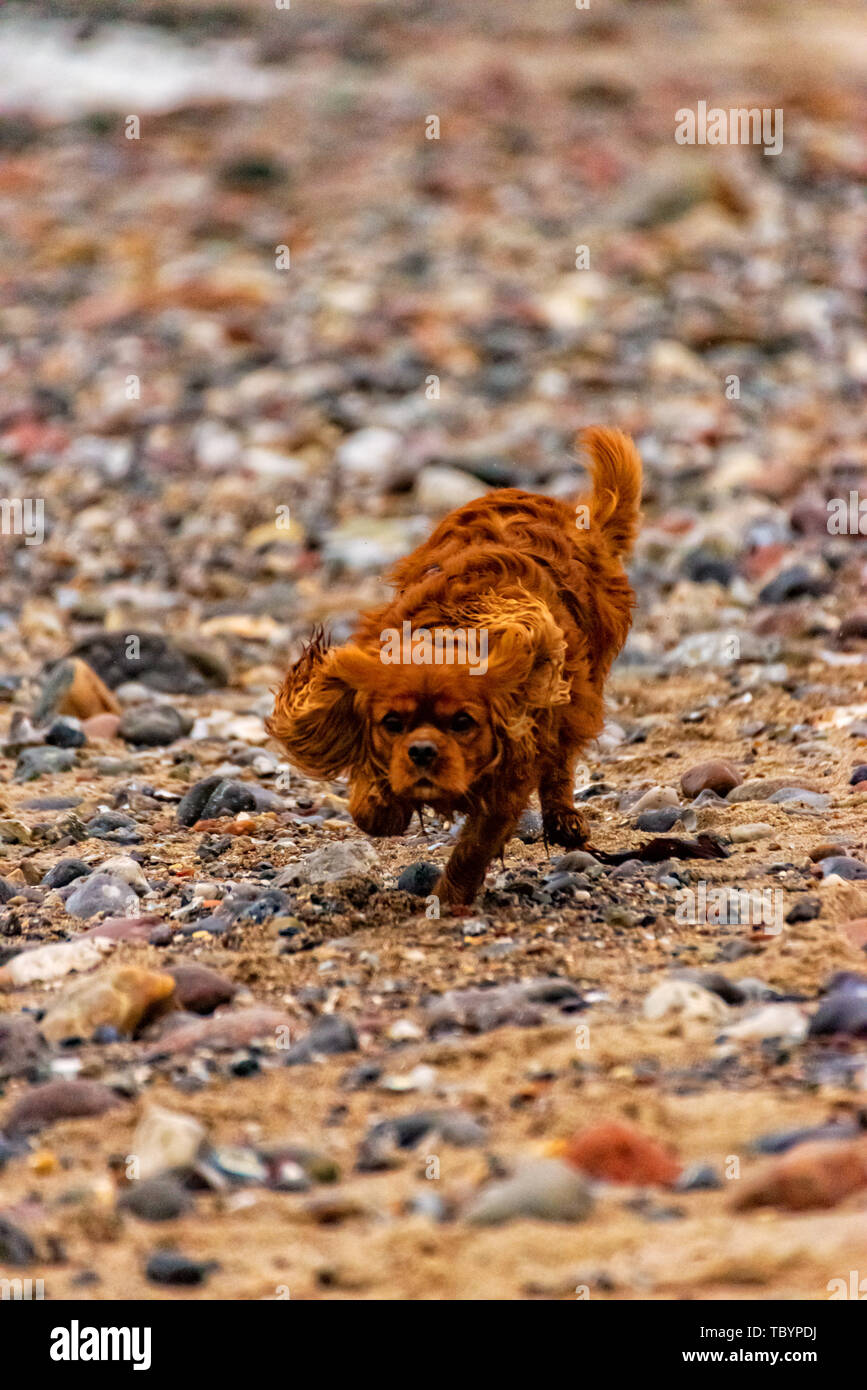 Dog is running on the beach of Fehmarn Stock Photo