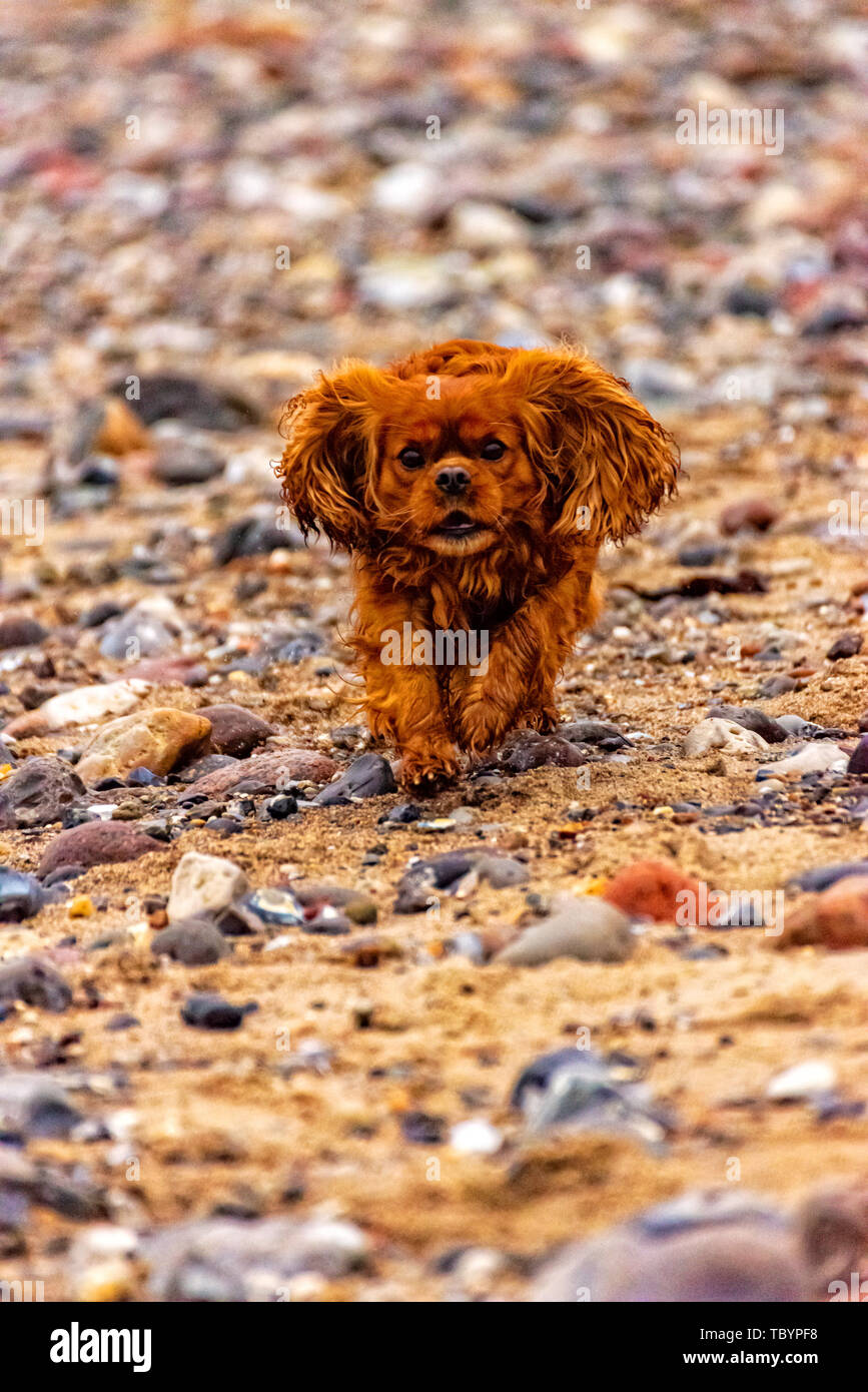 Dog is running on the beach of Fehmarn Stock Photo