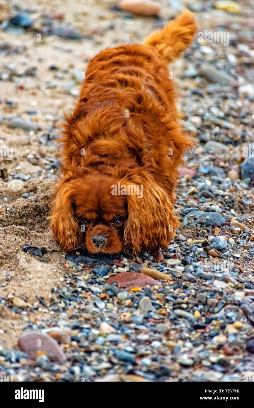 Dog on the beach of Fehmarn Stock Photo